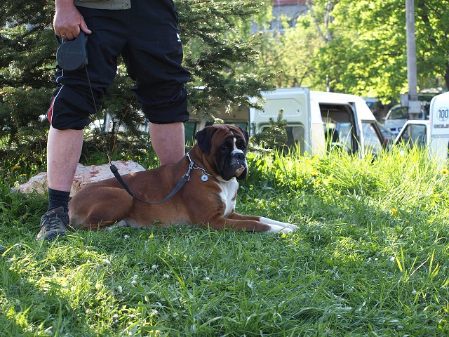 www.atibox.net * www.euroboxer.eu * www.boxergenealogia.eu